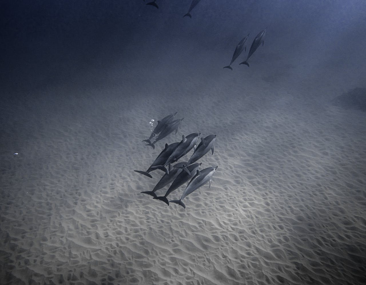 A school of dolphins swims peacefully under the ocean, showcasing marine wildlife's serene beauty.